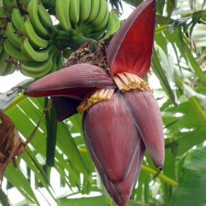 MANGARÁ DA BANANEIRA ORGÂNICO Un