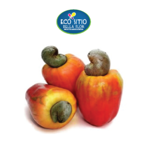 CAJÚ NATURAL orgânico 5Un